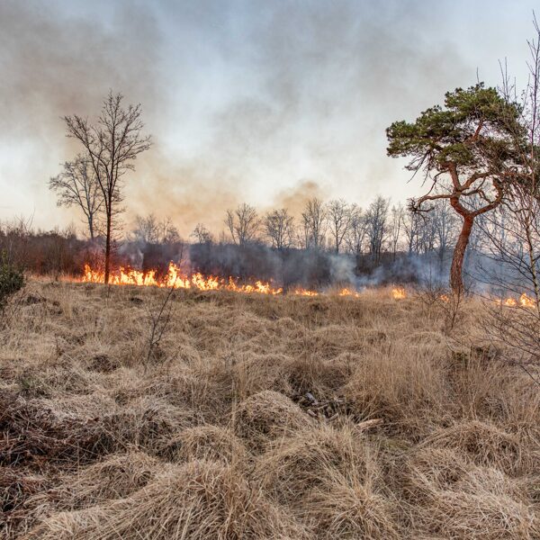 P 1 BNN-02 BR bos Cecilialoane Feankleaster